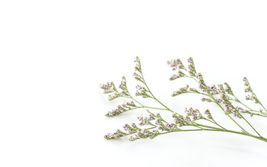 Caspia for Filler Flowers on white background