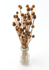 dry grass flower on white background