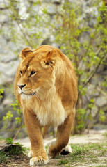 Lioness