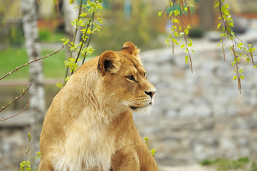 Lioness