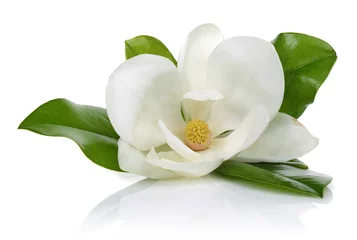 Foto op Aluminium Witte magnolia © mates