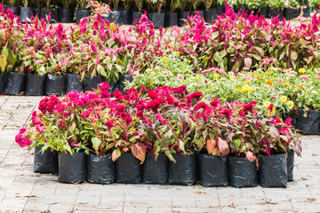 beautiful flower in garden