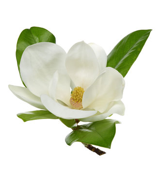 Fototapeta White magnolia