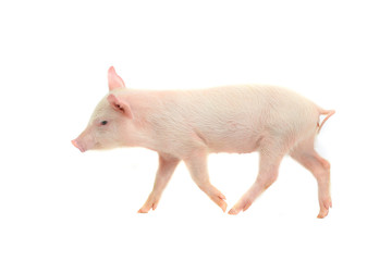 pig