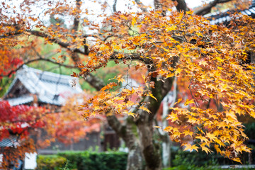 Kyoto, Japan - NOV, 25 2013 : The Autumn in Jojakko-ji Temple , Kyoto,Japan