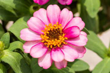 Obraz premium beautiful flower in garden