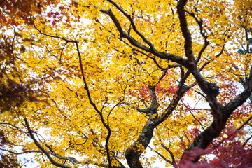 Kyoto, Japan - NOV, 25 2013 : The Autumn in Jojakko-ji Temple , Kyoto,Japan