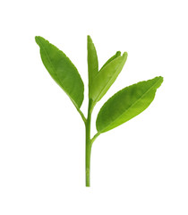 Fresh green leafs of young plant isolated on white.