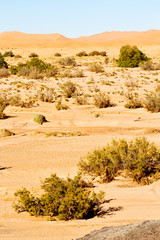  old fossil in   morocco sahara and rock  stone    sky