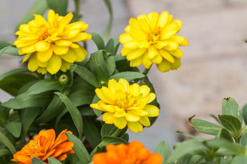 beautiful flower in garden