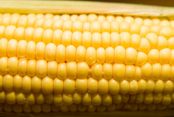 One ear of corn on a  surface
