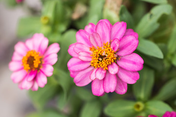 Obraz premium beautiful flower in garden