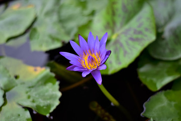 lotus,selective focus