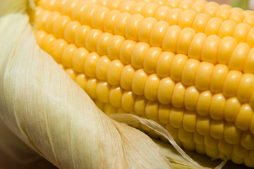 Ripe fruit of corn on a wooden surface