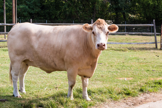 5 Best Beaf Cattle Images Stock Photos Vectors Adobe Stock 5 Best Beaf Cattle Images Stock Photos Vectors Adobe Stock