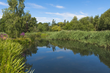 A small pond in London Wetlands Center - WWT nature reserve