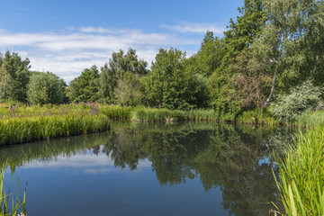 Fototapeta na wymiar A small pond in London Wetlands Center - WWT nature reserve