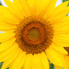 Standing tall sunflower with a bright yellow