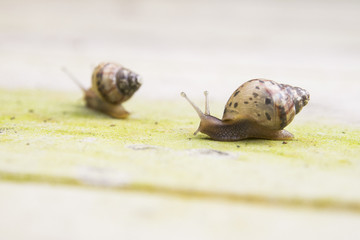 little snails move on floor