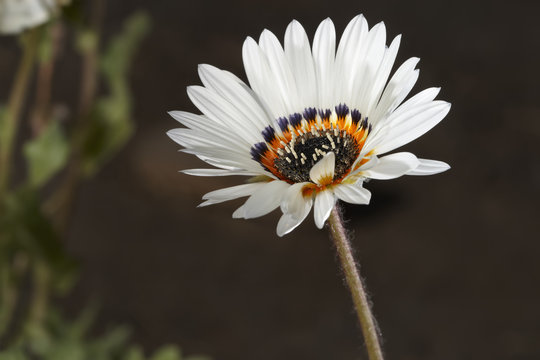 Aster (venidium)