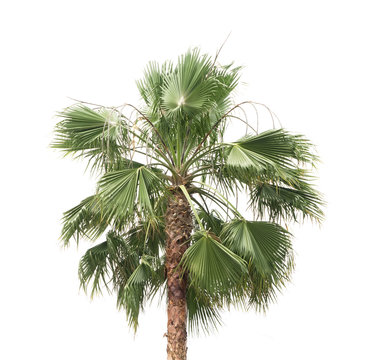 palm tree isolated on white background © xiaoliangge