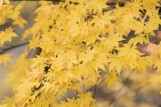 カエデの黄葉