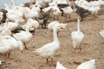 Geese at a farm