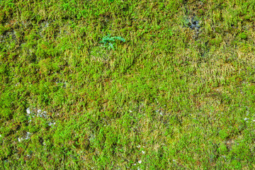 Moss on wall, textured background.