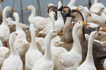 Obraz premium Geese at a farm