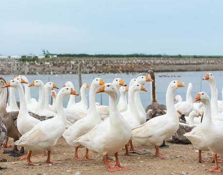 Geese at a farm