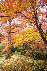 Kyoto, Japan - NOV, 25 2013 : The Autumn in Jojakko-ji Temple , Kyoto,Japan
