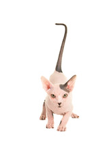 Cute sphinx kitten cat walking towards you with tail held high isolated on a white background