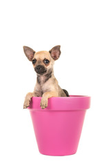Cute chihuahua dog puppy in a pink flowerpot on a white background