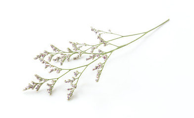Caspia for Filler Flowers on white background