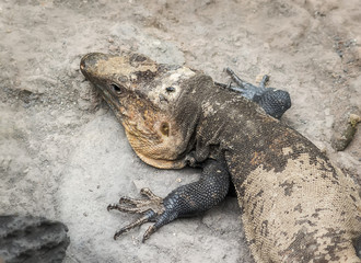 Lizard from Gran Canaria