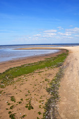Baltic beach covered with rotten algae. Baltic sea coast, Saulkrasti, Latvia