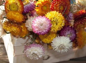 Bunte Strohblumen, Helichrysum im weißen Spankorb