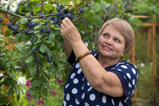 Senior woman collects plums