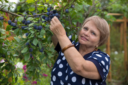 Senior woman collects plums