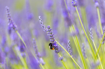 Naklejka premium Red-tailed Bumblebee on lavender, Cotswolds, UK.