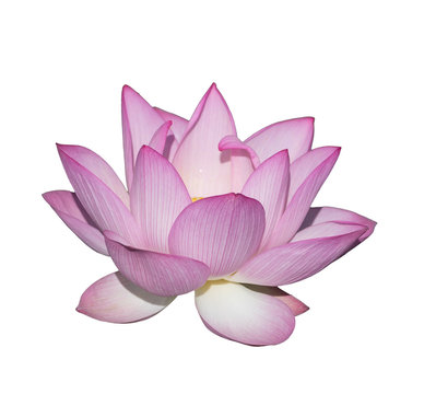 blooming lotus flower over dark background