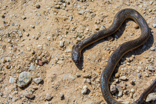 dead snake on road.