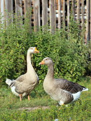 Geese on the farm.. Shooting outdoors. Rustic theme.