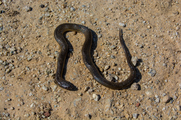 a dead snake by the road
