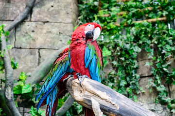 red-and-green macaw (Ara chloroptera), two parrots on a branch,