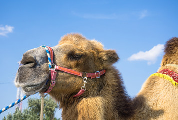 Head of camel against blue sky