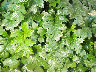 Dense green leave wall background in Melbourne, 2015 © Stringer Image
