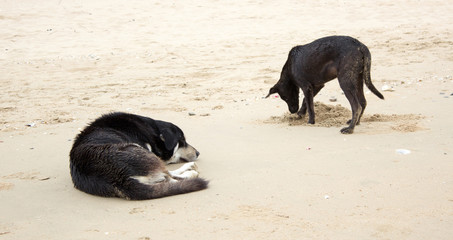 black dog sleep on beach
