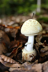 Gelber Knollenblätterpilz