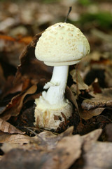 Gelber Knollenblätterpilz, roh giftig, nach Erwärmung essbar